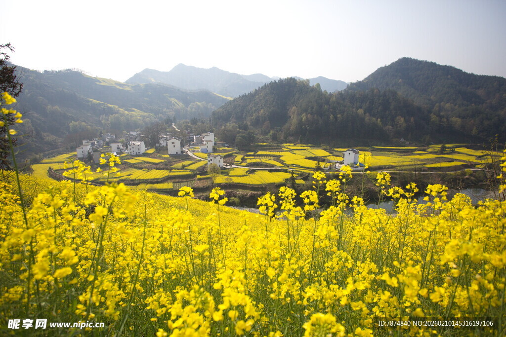 春日油菜花海中的山村景色