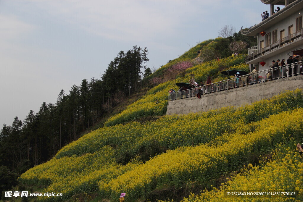 山坡油菜花与建筑美景
