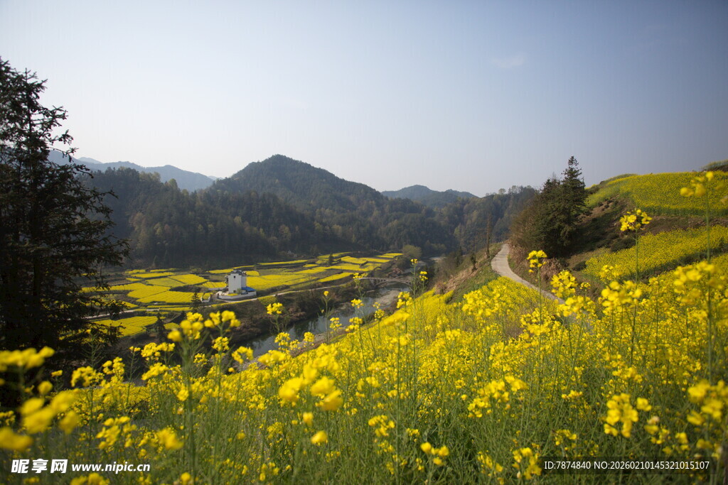 山间油菜花海美景