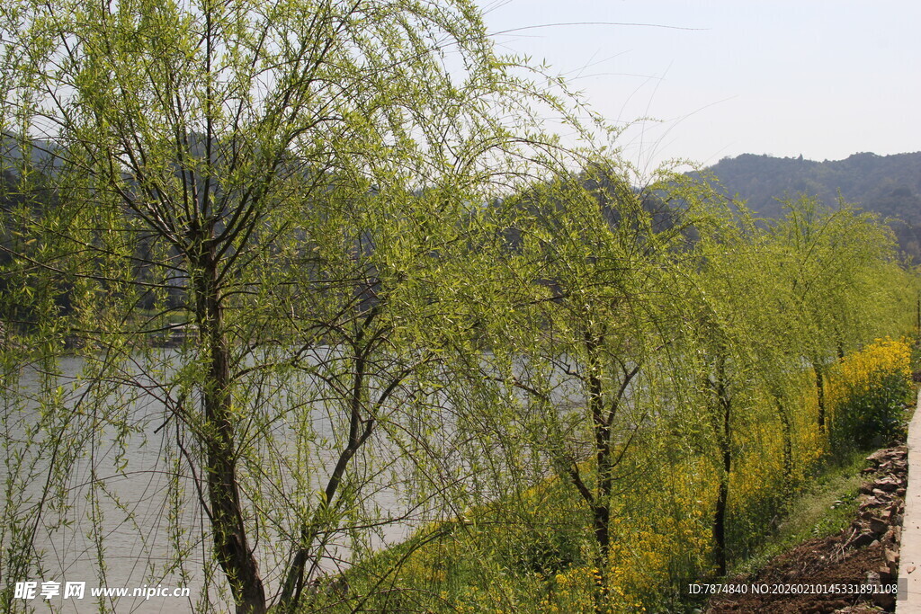 湖畔垂柳伴黄花美景