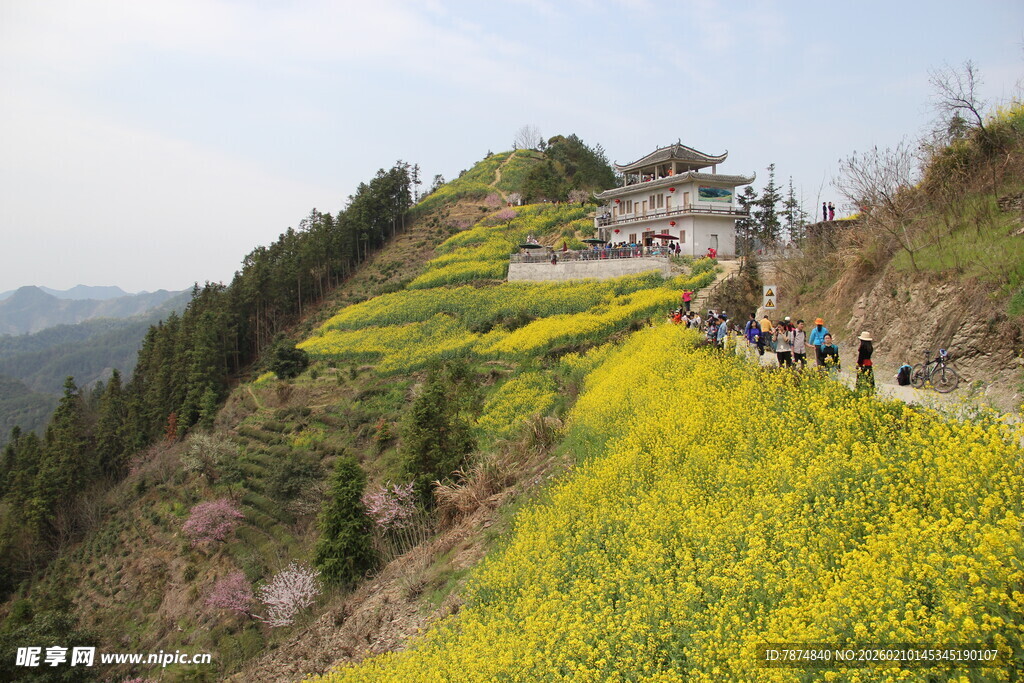 山坡油菜花海中的游人