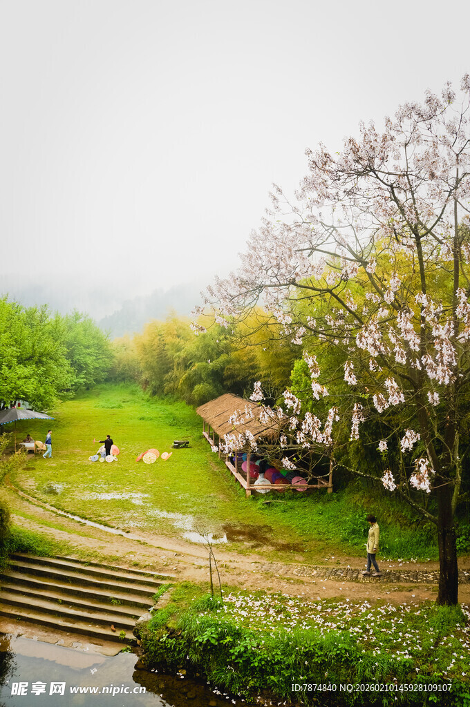 春日公园樱花美景