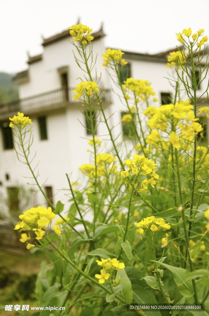 婺源白墙前绽放的金黄油菜花