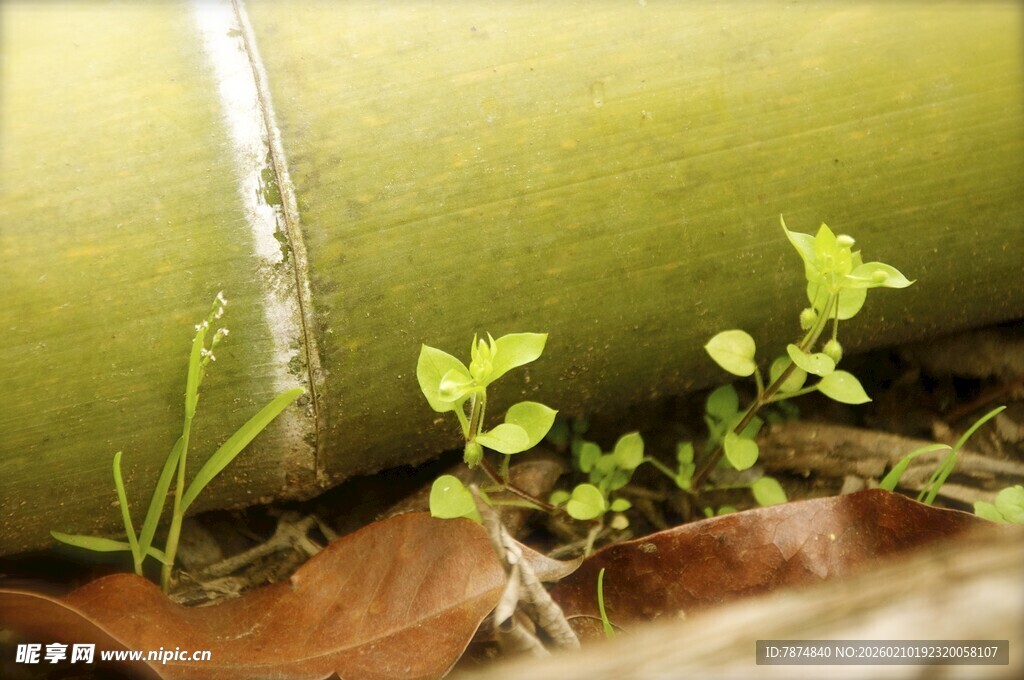 婺源墙角新绿初绽