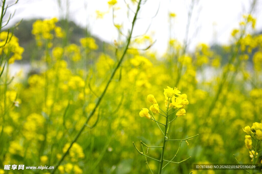婺源春日油菜花田美景