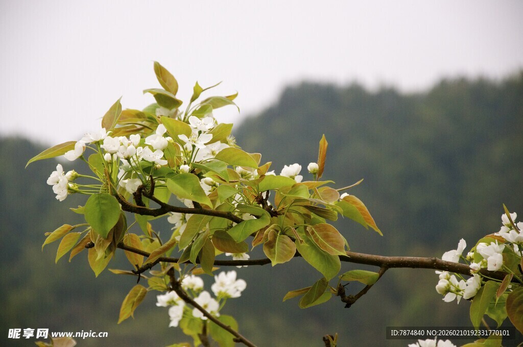 婺源枝头绽放的嫩绿与白花
