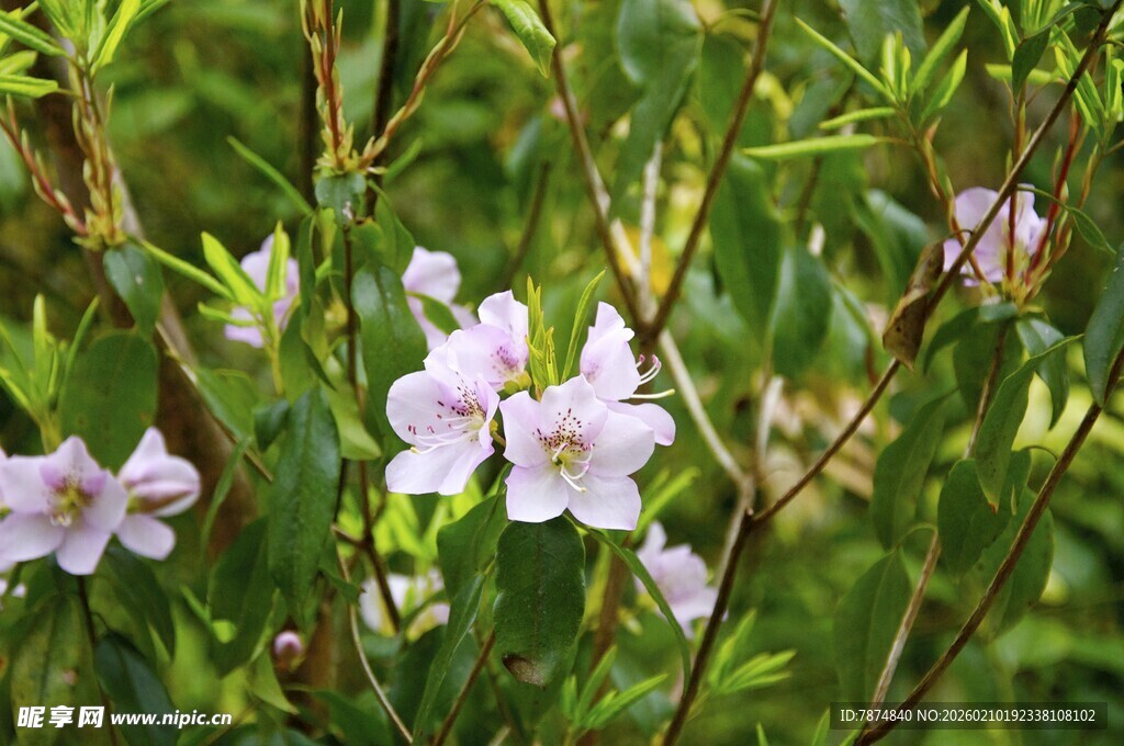 婺源绽放的粉色野花