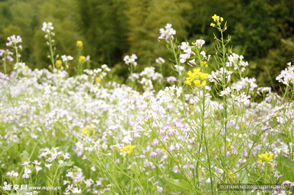 婺源春日烂漫野花盛放图景