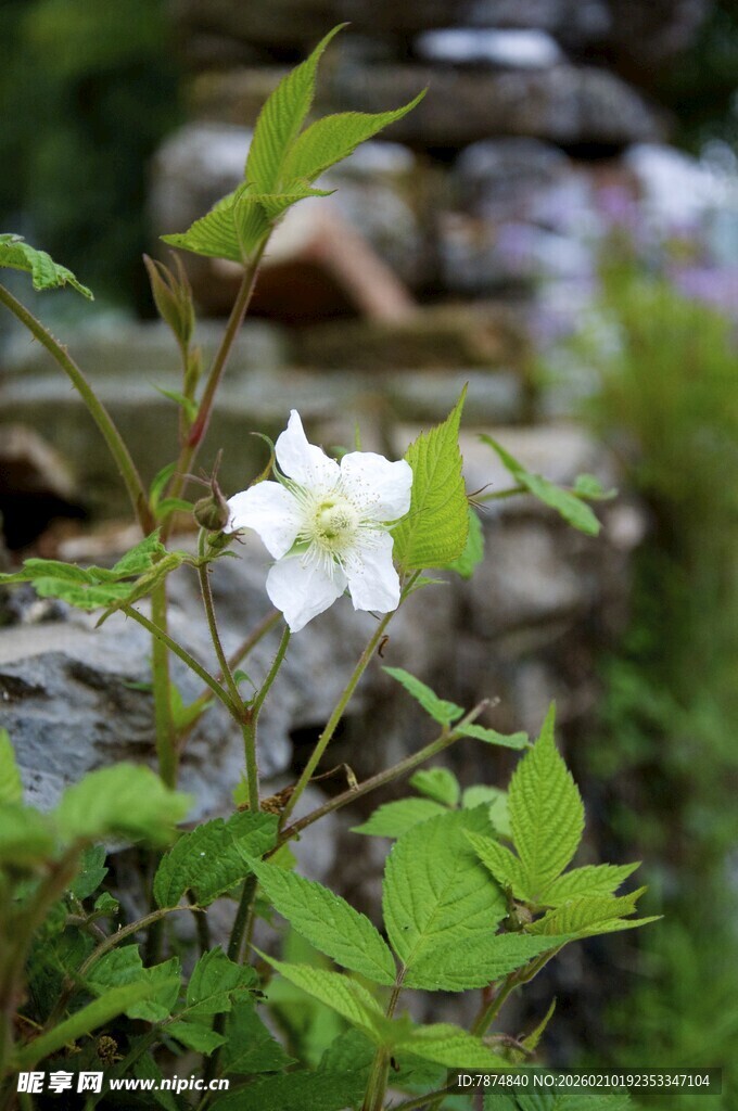 婺源溪边绽放的白色娇艳小花