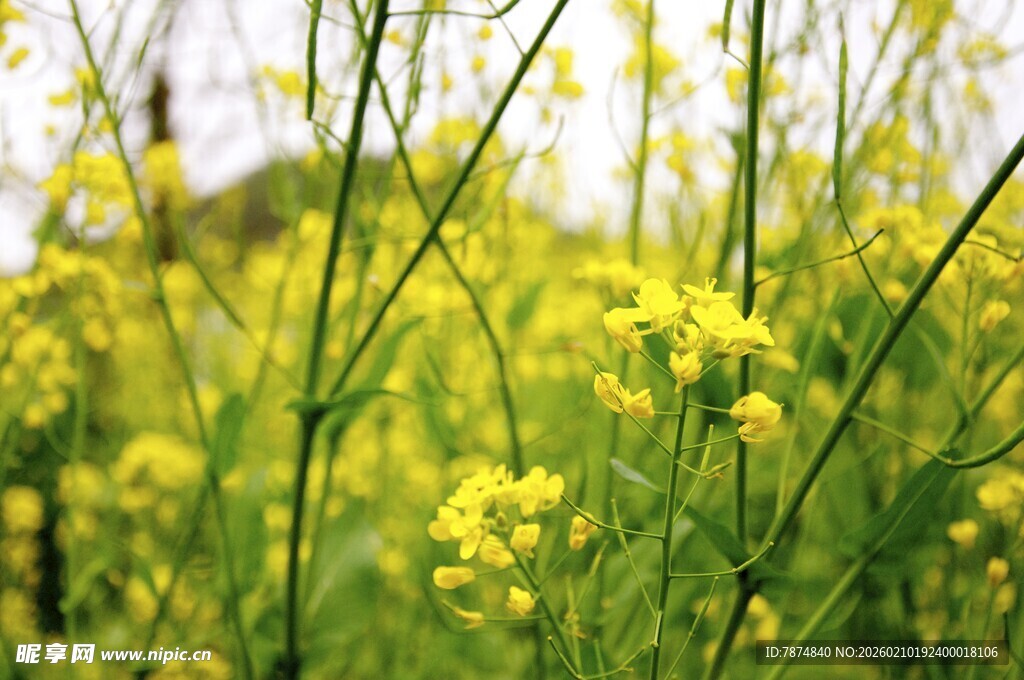 婺源春日油菜花田美景