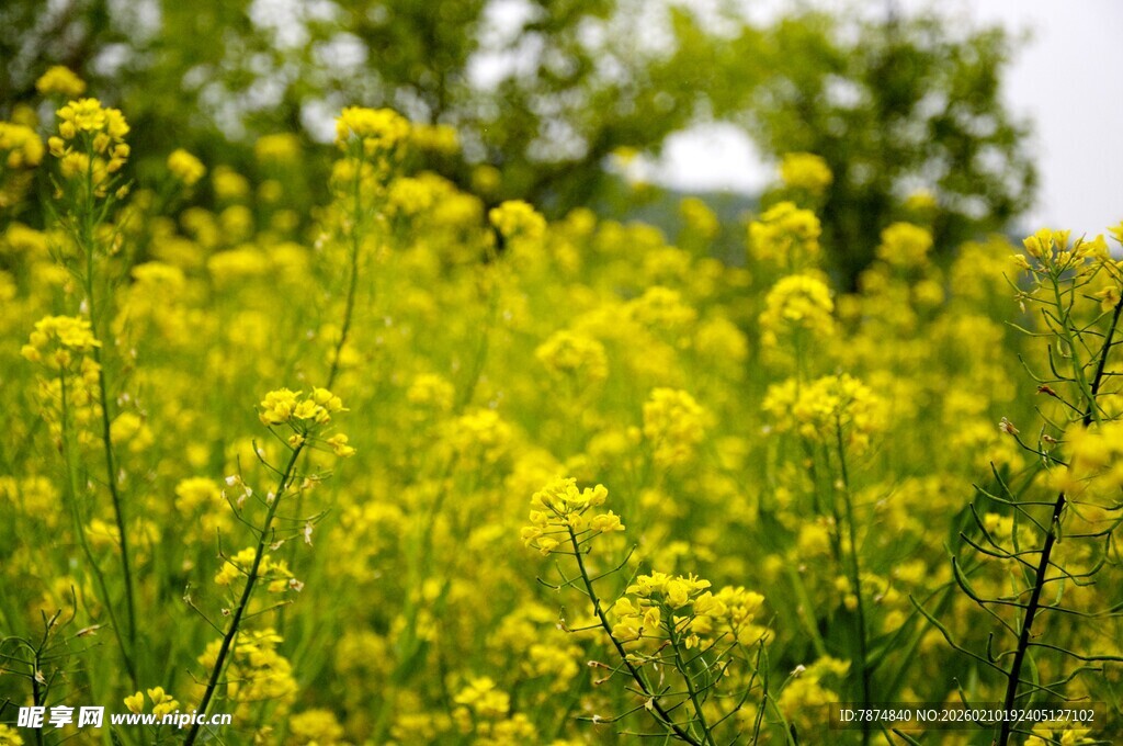婺源春日油菜花田美景
