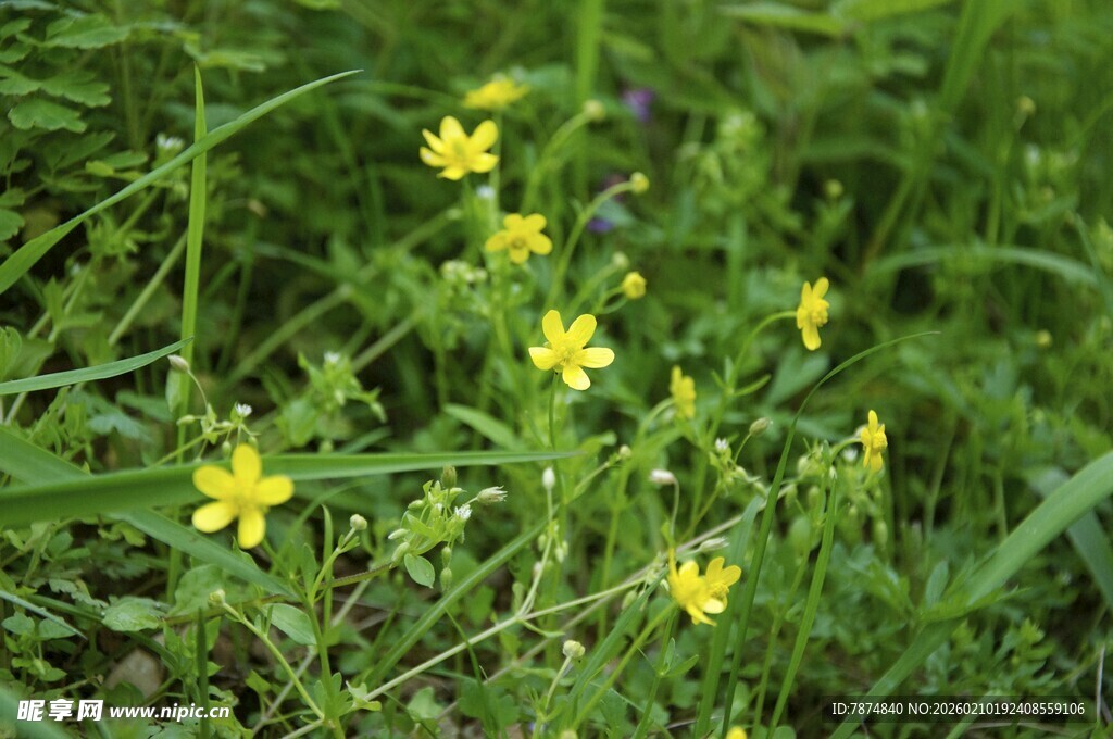 婺源草丛中的黄色小花