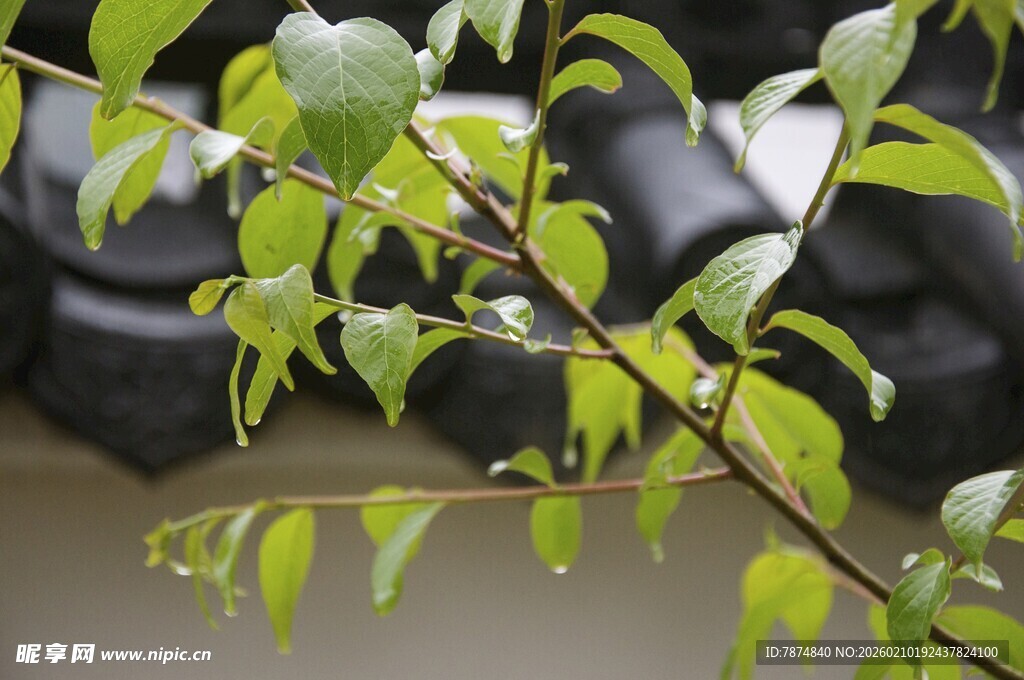 婺源嫩绿枝叶特写