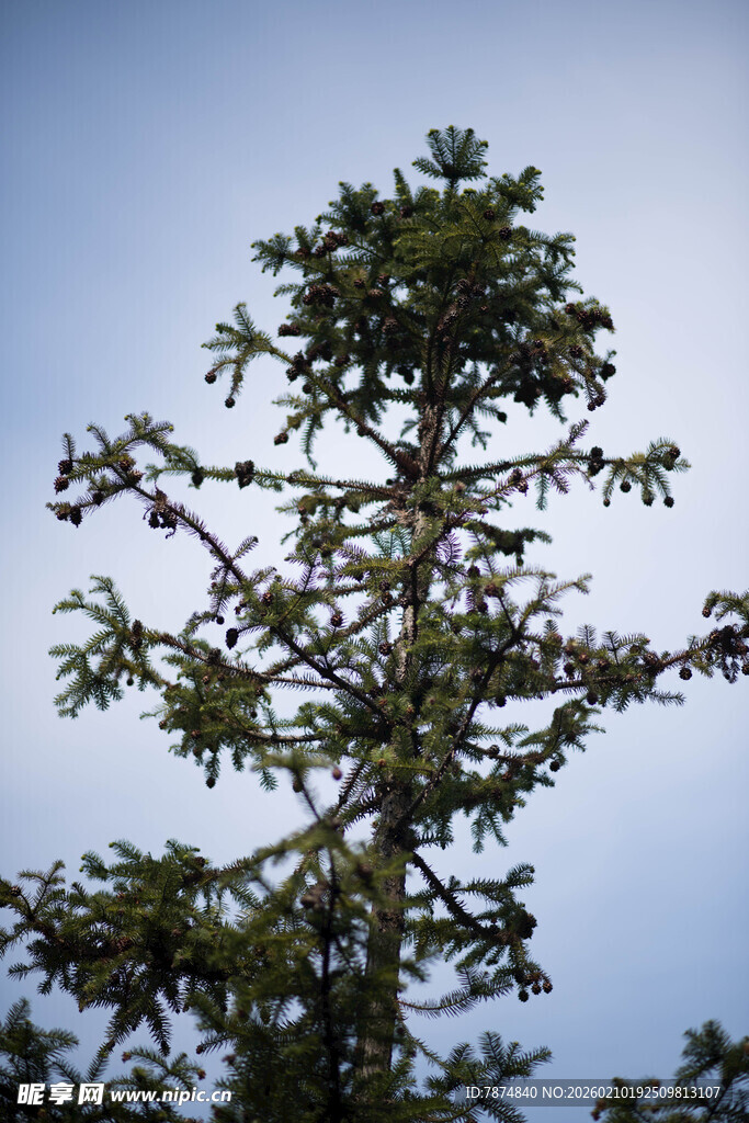 婺源挺拔松树于蓝天之下