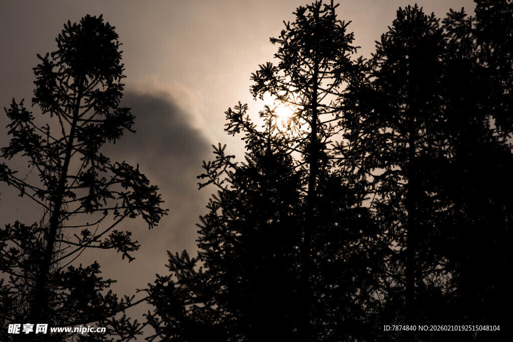 婺源夕阳下的树木剪影