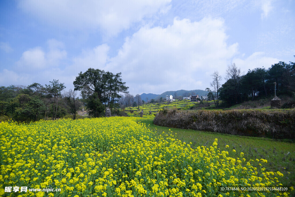 婺源金黄油菜花田的田园风光