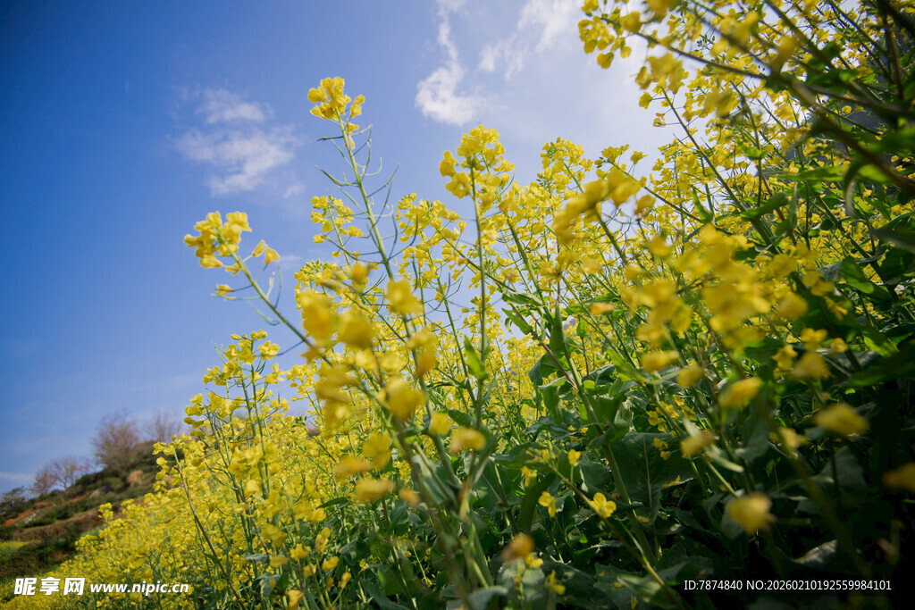 婺源金黄油菜花田映蓝天