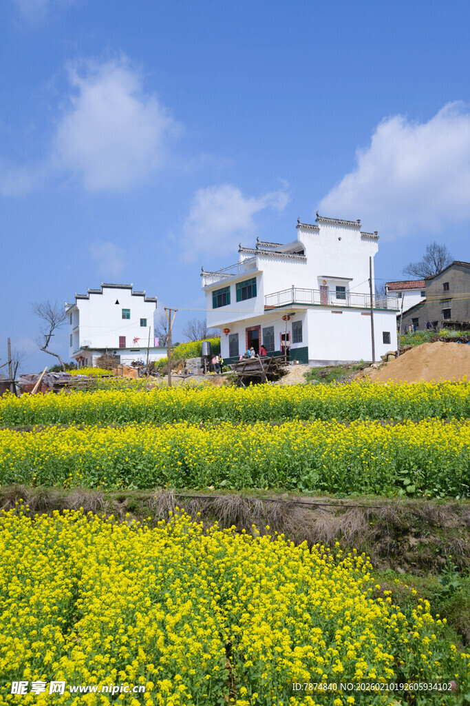 婺源田园风光中的白房与油菜花