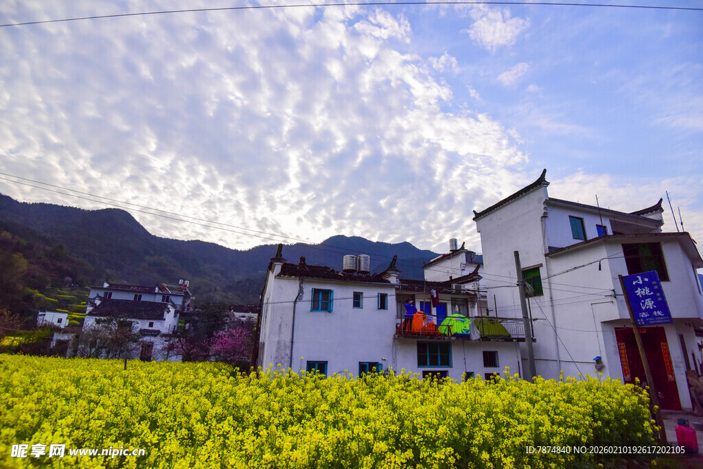 婺源春日乡村美景 油菜与民居