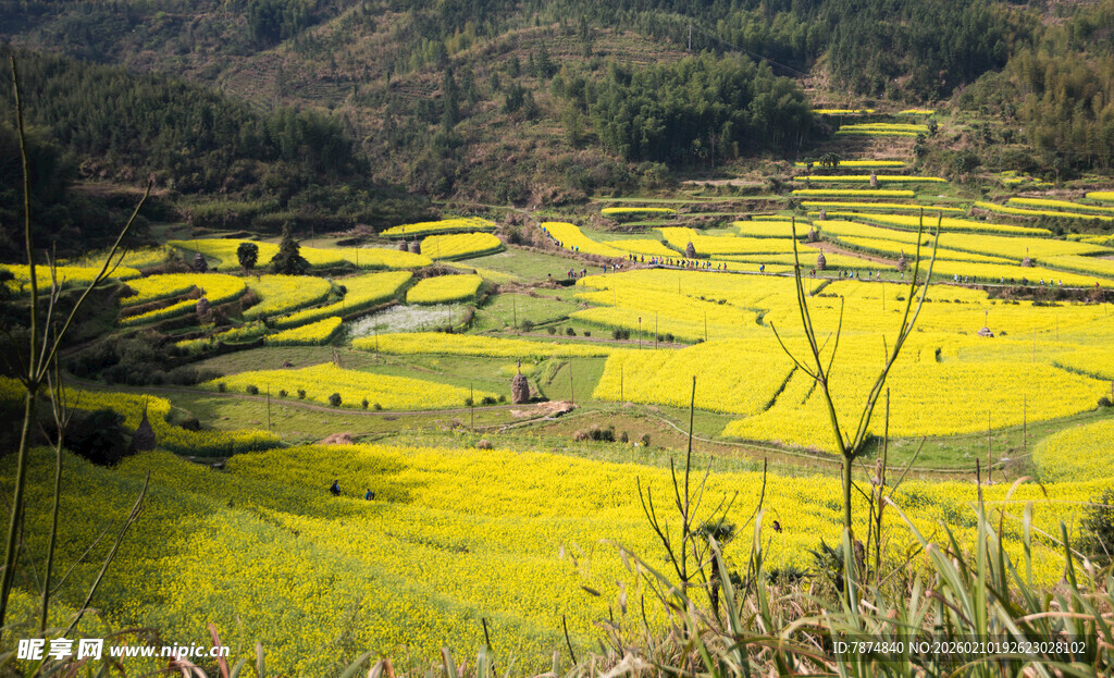 婺源金黄梯田油菜花海美景