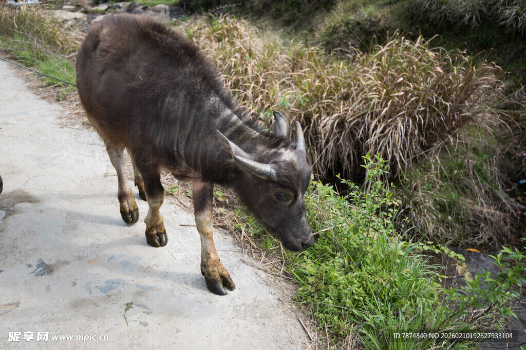 婺源路边水牛低头吃草