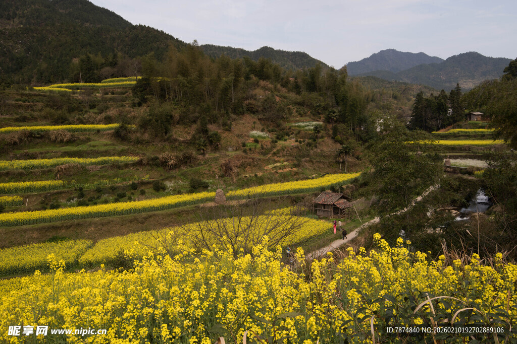 婺源山间油菜花海田园美景