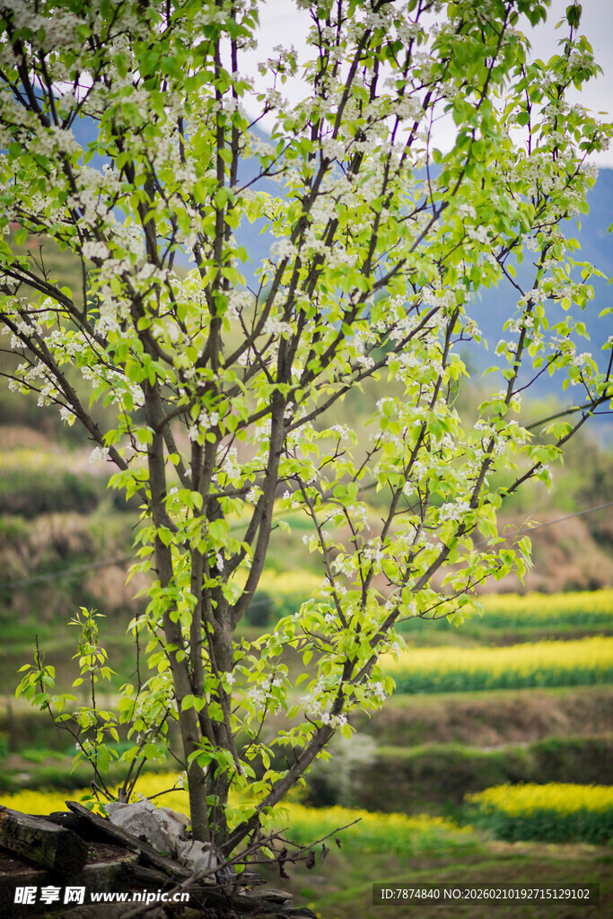 婺源春日树景 田野绿意盎然