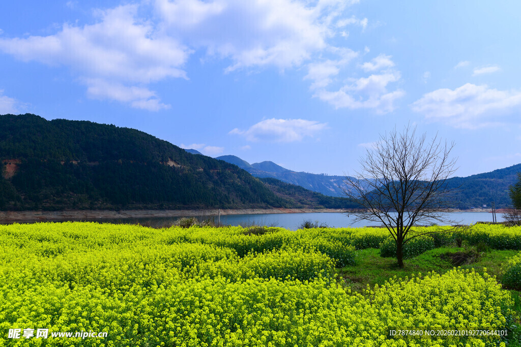 婺源春日油菜花田湖景风光