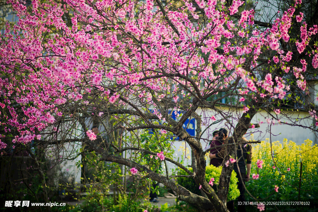 婺源春日繁花下的烂漫景致