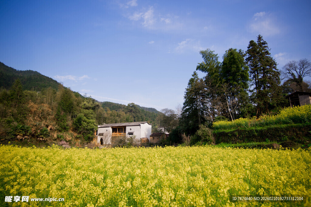 婺源金黄田野中的乡村小屋
