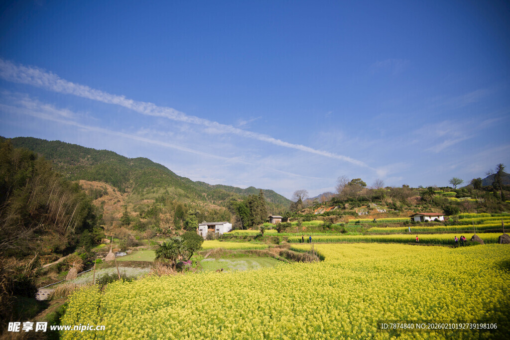 婺源田园风光中的翠绿田野