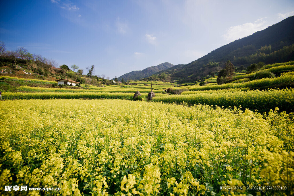 婺源金黄油菜田 山间春日美景