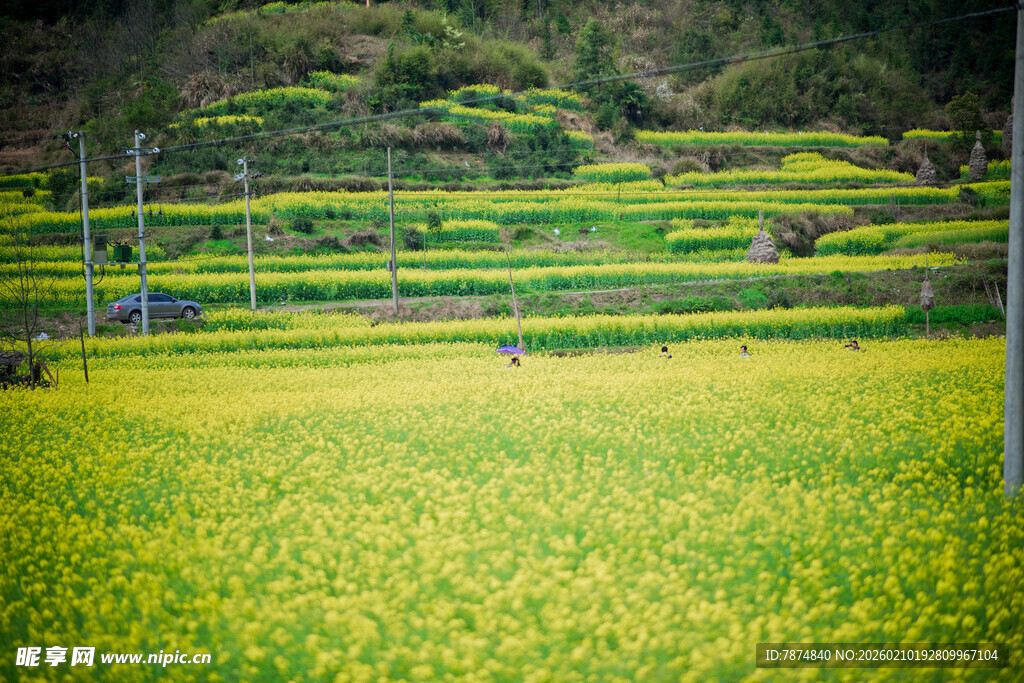 婺源金黄油菜田与远处山坡
