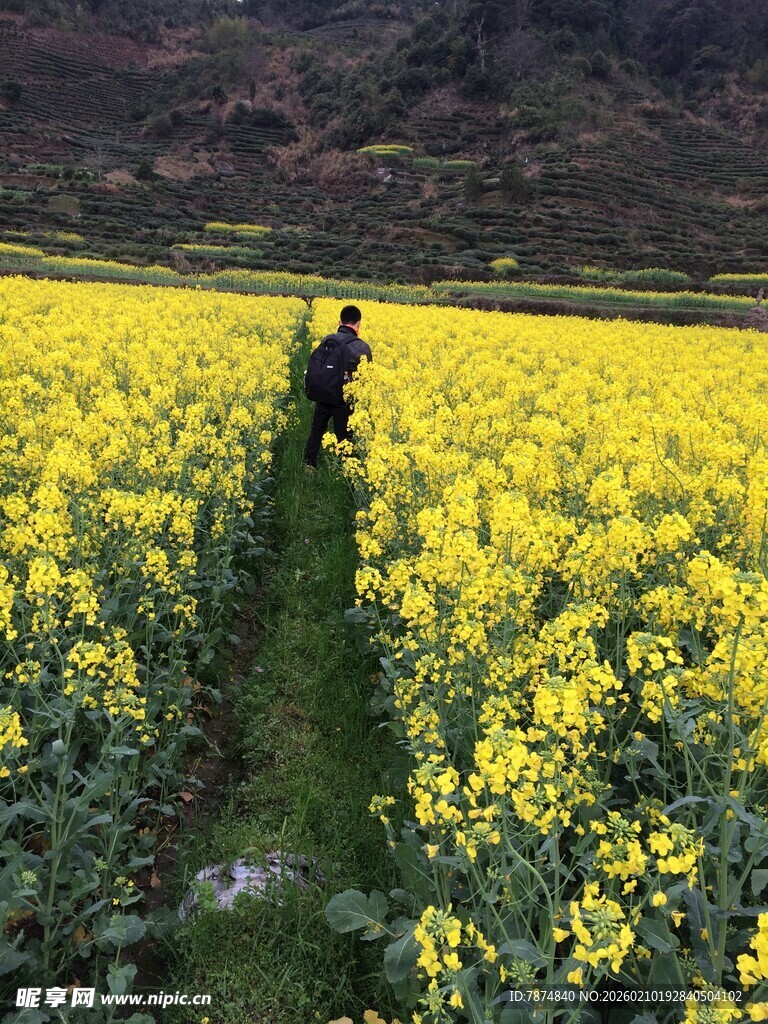 婺源漫步油菜花海的身影