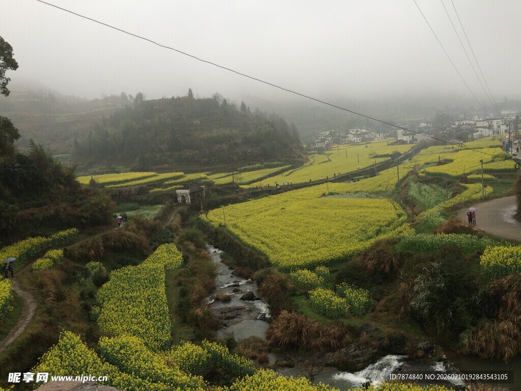婺源雾中油菜田园美景