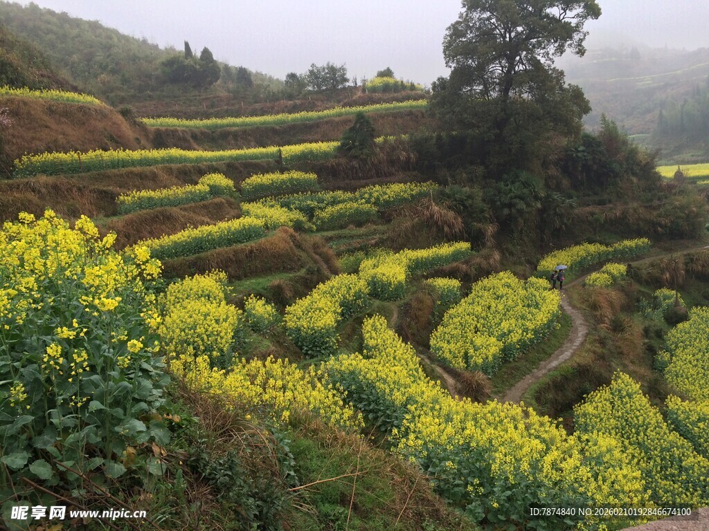 婺源山间油菜梯田美丽景致