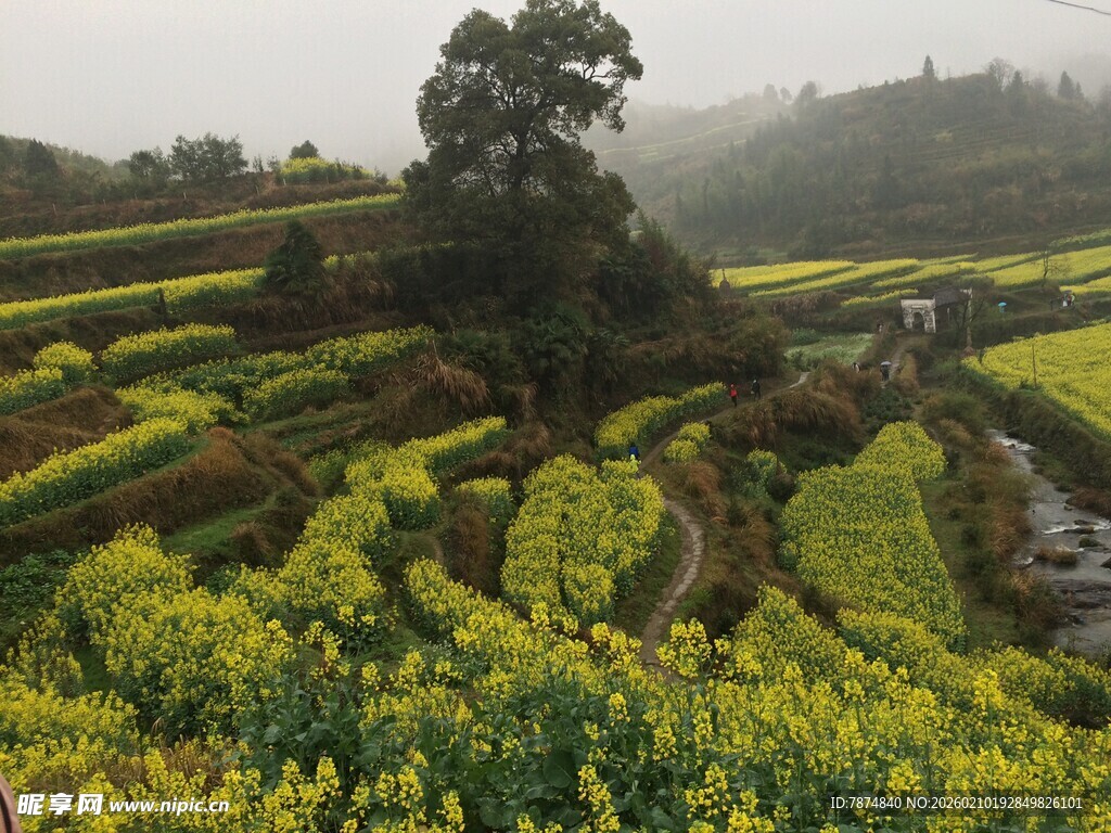 婺源雾中梯田油菜花美景