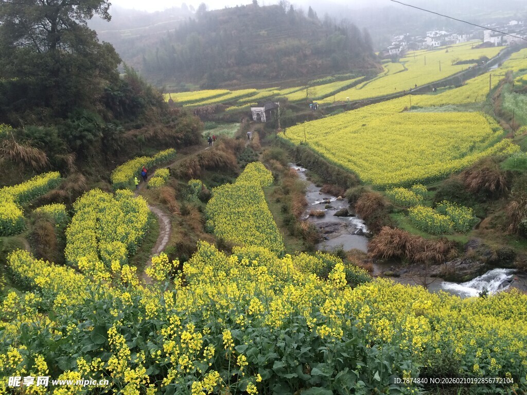 婺源山间油菜梯田美景