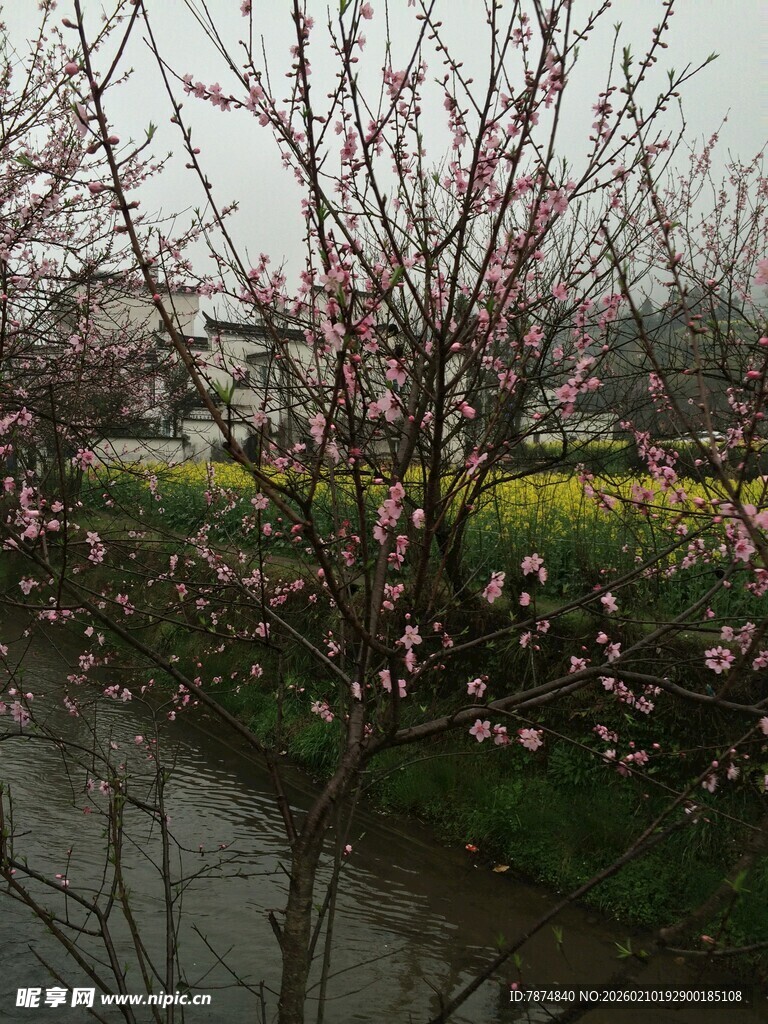 婺源溪边绽放的粉嫩桃花