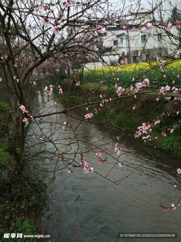婺源溪边绽放的烂漫花枝