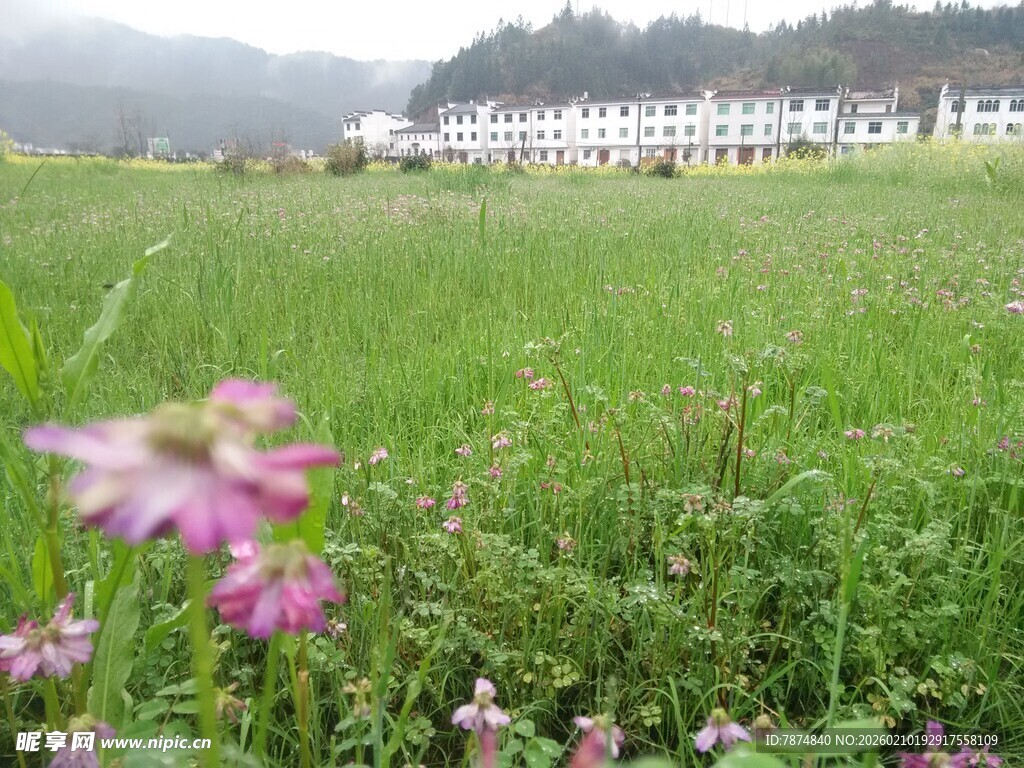 婺源田野繁花与远处建筑景观