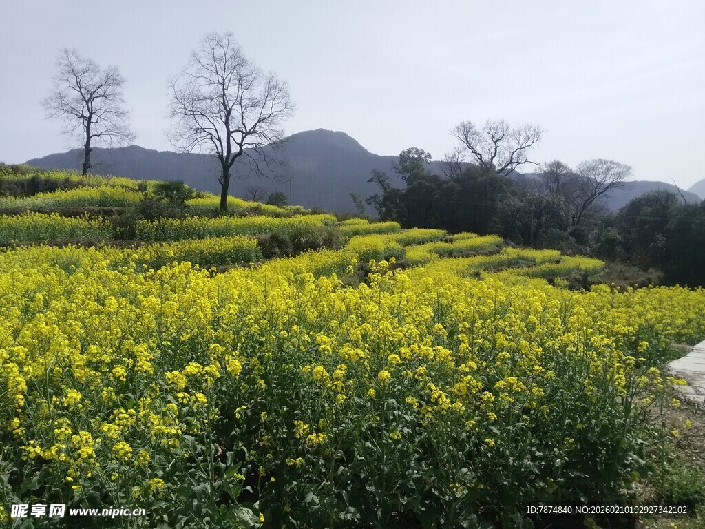 婺源春日油菜花海田园风光