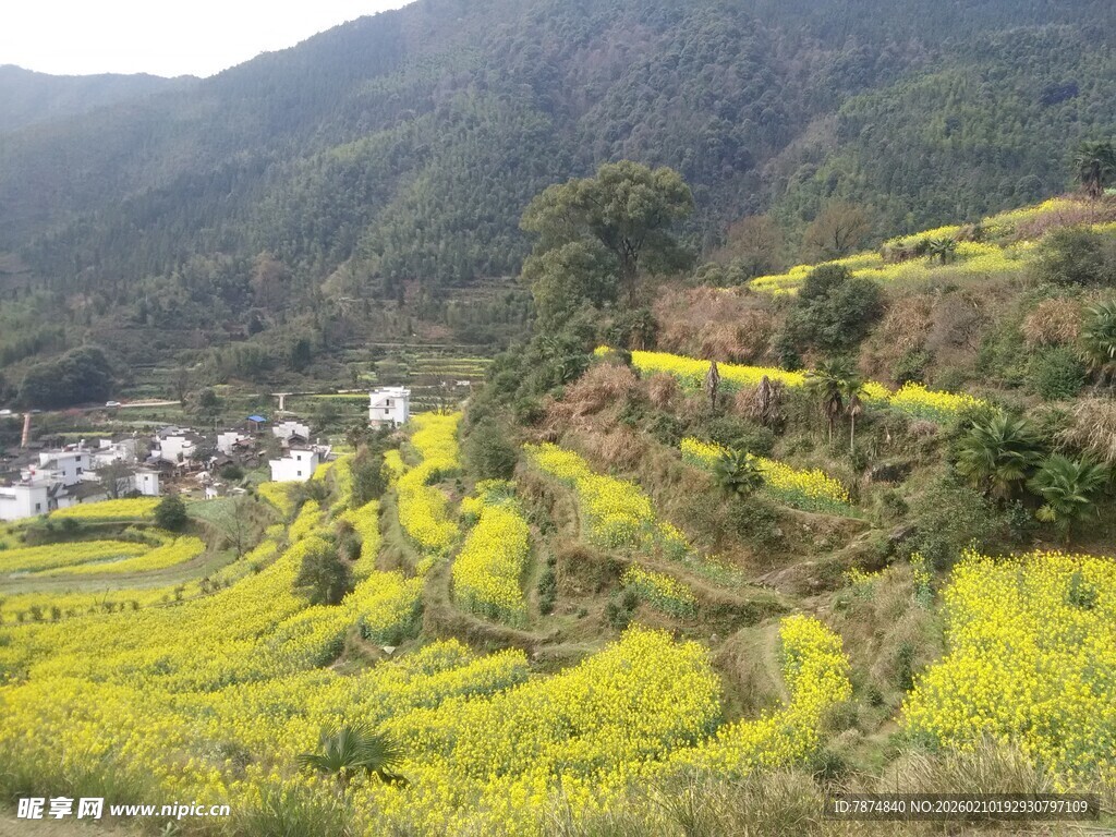 婺源山间油菜田与村落美景
