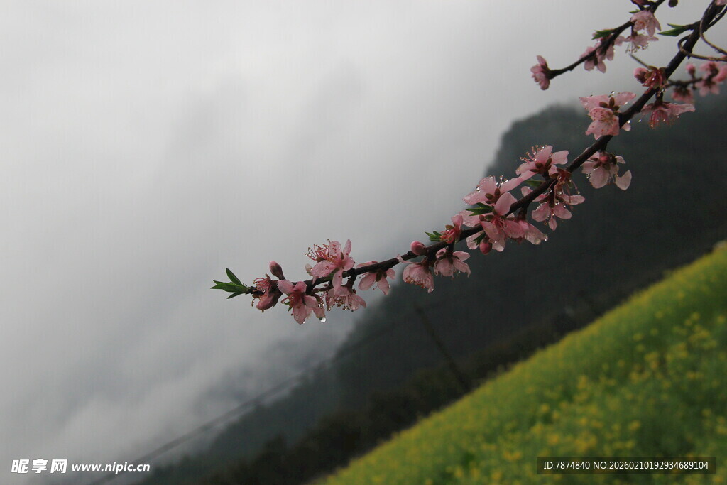 婺源山间桃花绽放于绿野之上
