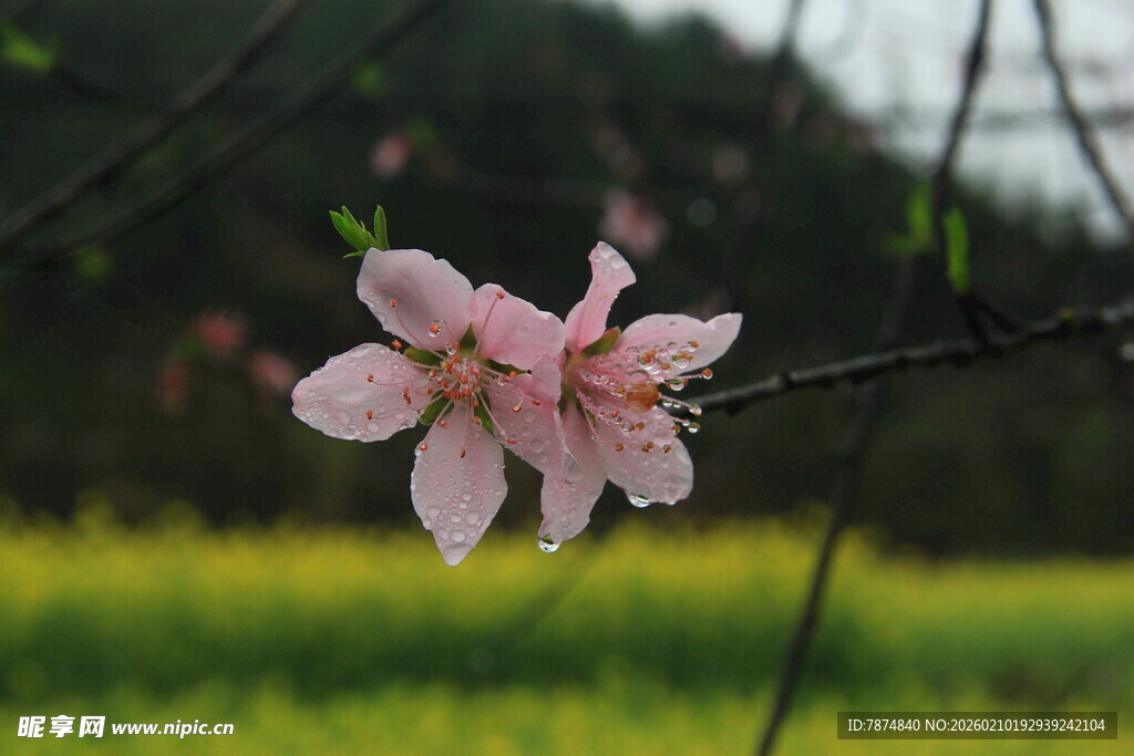 婺源田野边绽放的粉嫩桃花