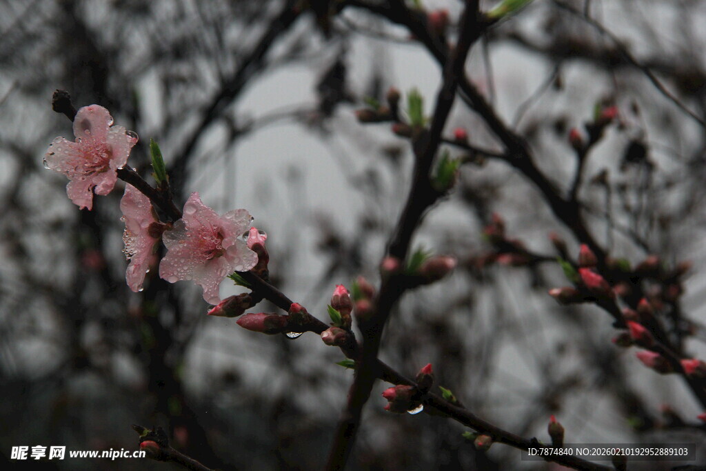 婺源雨中绽放的粉嫩桃花