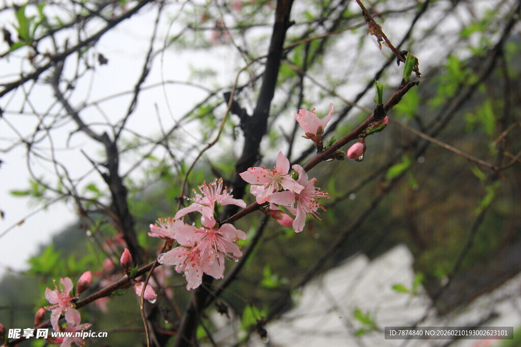 婺源枝头绽放的粉嫩桃花