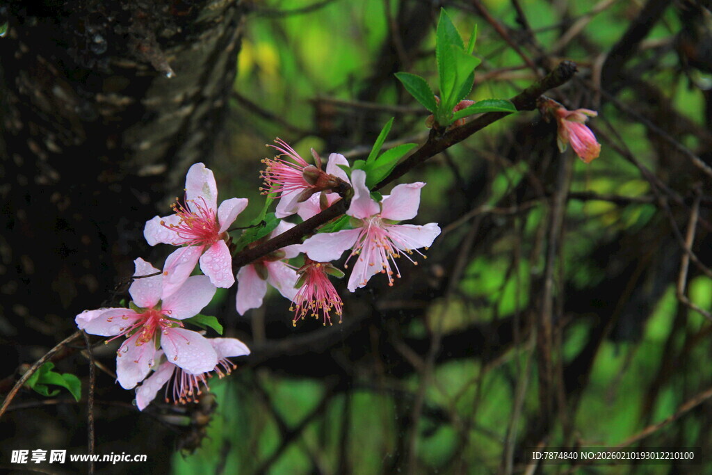 婺源枝头绽放的粉嫩小花