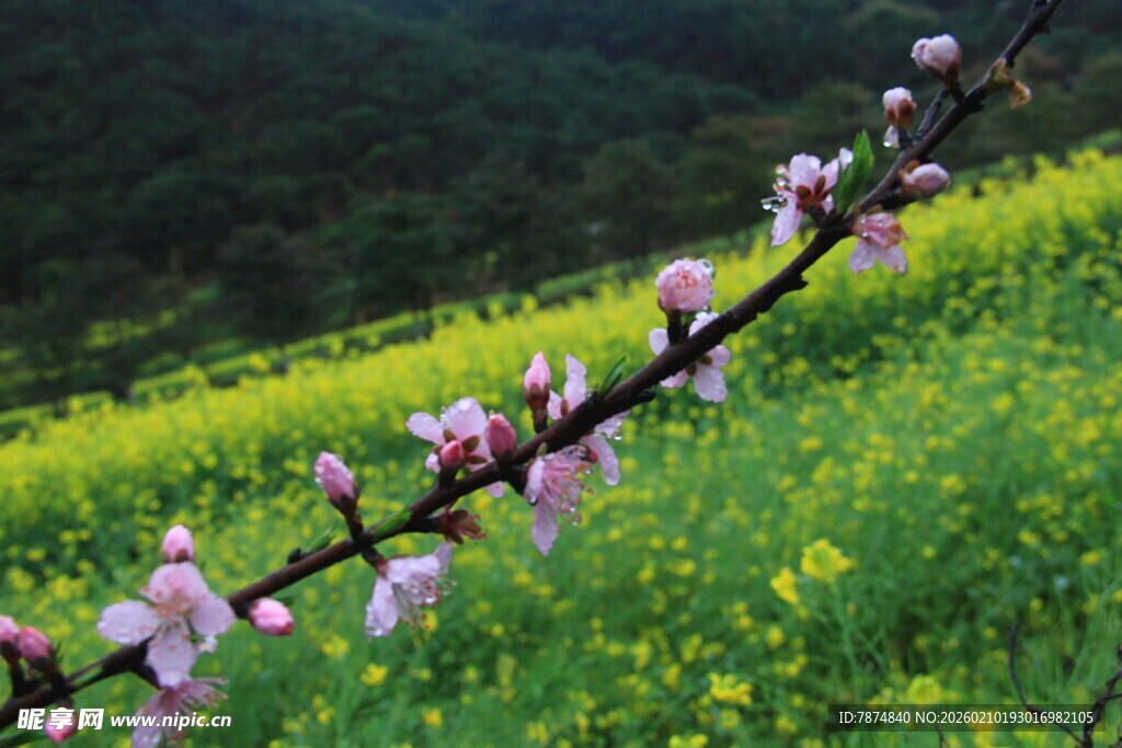 婺源春日繁花 田野烂漫景致