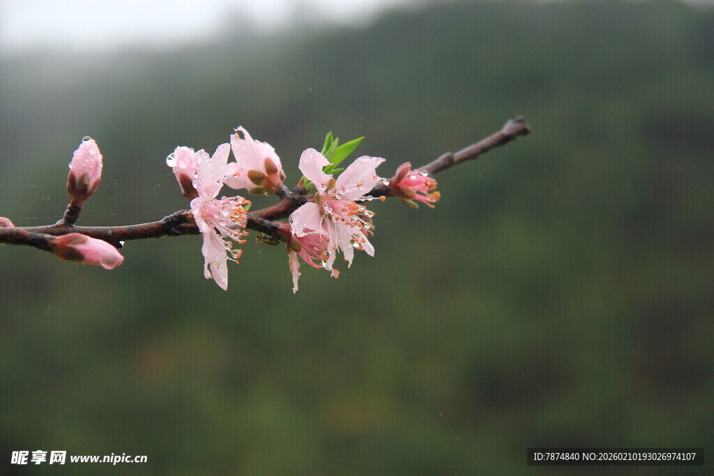 婺源枝头粉嫩桃花绽放